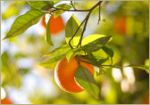 Agri-Business Loans