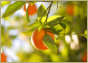Agri-Business Loans
